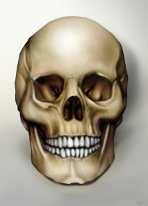 skull_study_by_dlx_csc-d6c1rak